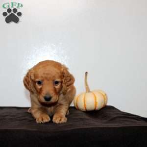 Calista, Mini Goldendoodle Puppy
